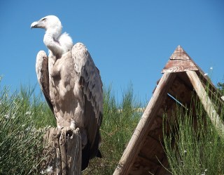 volerie des aigles d'Aure, � 15 mn � pied du centre ch�ne et roc